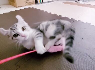 [子猫] ママにぴったりくっついて寝ている子猫！！かわいすぎです！！  #26