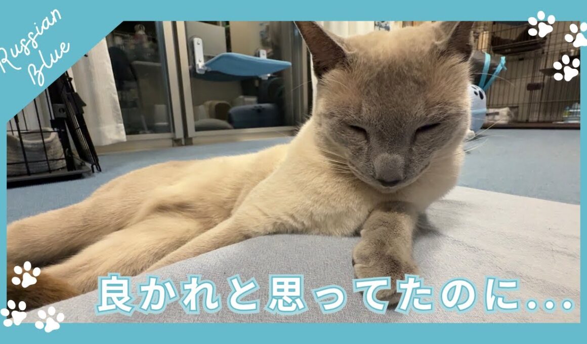良かれと思ってたことが間違いでした。- 猫の食事と健康について -【ロシアンブルーのあおそら】