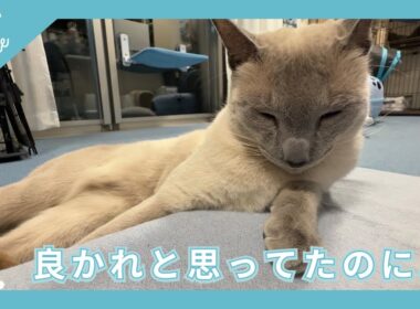 良かれと思ってたことが間違いでした。- 猫の食事と健康について -【ロシアンブルーのあおそら】