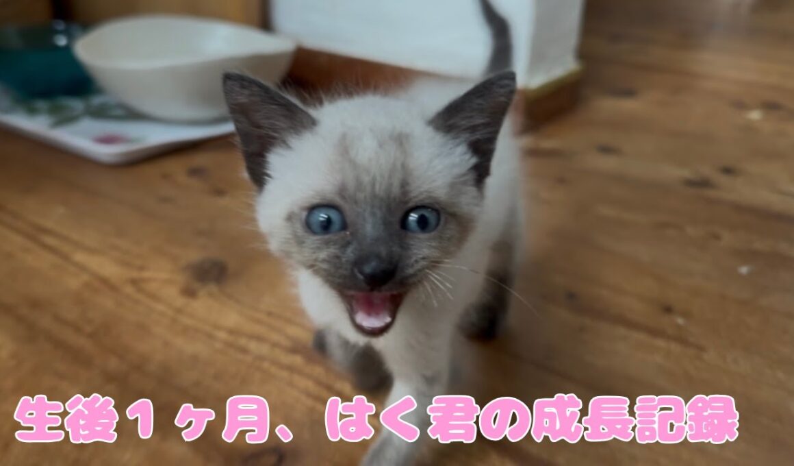 【保護猫】生後1ヶ月のシャム系ベビーが可愛すぎる💙