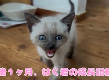 【保護猫】生後1ヶ月のシャム系ベビーが可愛すぎる💙