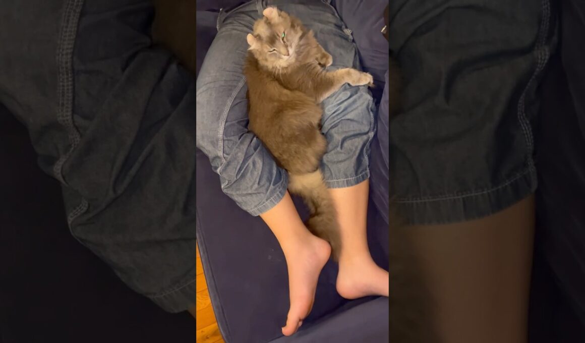 可愛い猫 #shorts #cat #猫のいる暮らし 仲良し