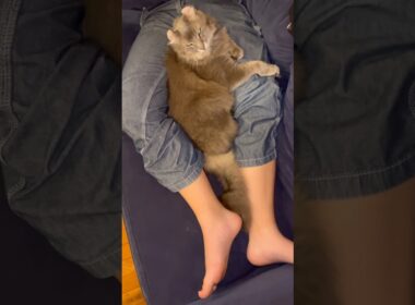 可愛い猫 #shorts #cat #猫のいる暮らし 仲良し