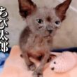 生死を彷徨っていた子猫に初めておもちゃをあげてみたら…