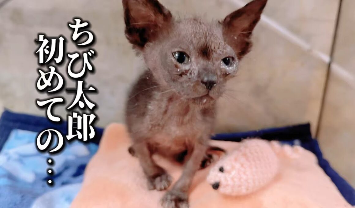 生死を彷徨っていた子猫に初めておもちゃをあげてみたら…