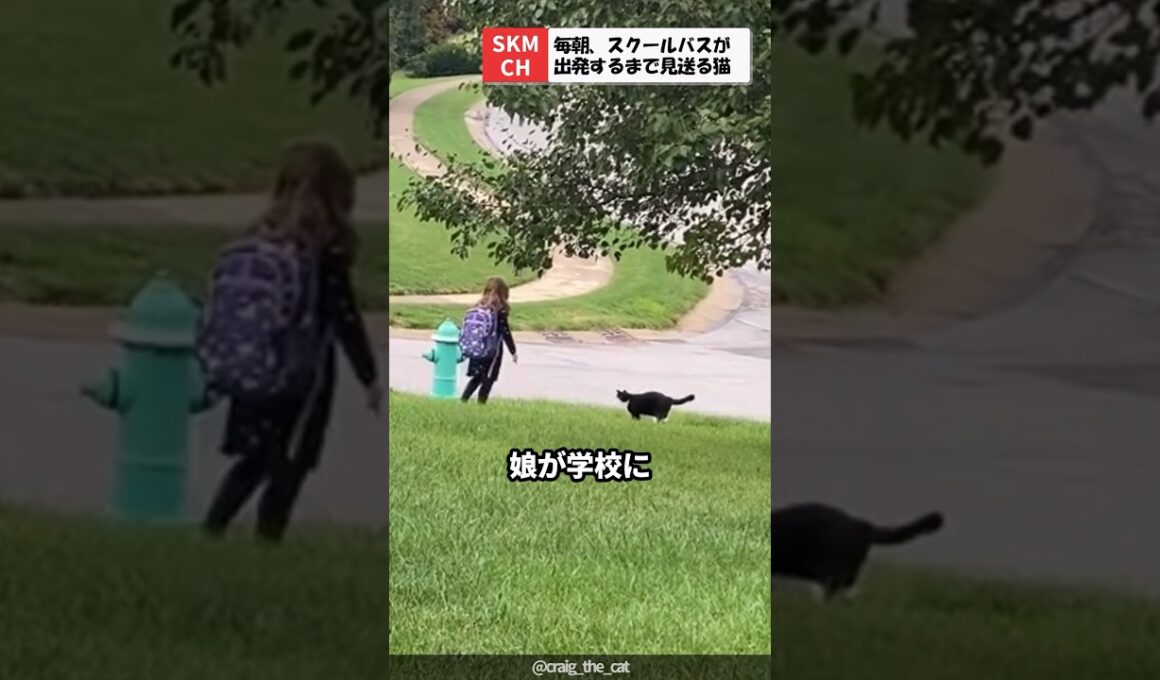 毎朝、学校に行く女の子を見送る猫ちゃん