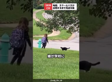 毎朝、学校に行く女の子を見送る猫ちゃん