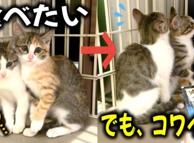 絶対おやつ食べたいのに、ぐっとガマンする子猫の仕草よ…！