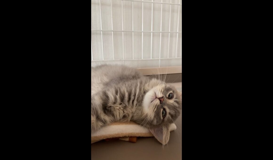 寝起きのサイベリアンの子猫が可愛い【#shorts】