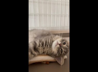 寝起きのサイベリアンの子猫が可愛い【#shorts】