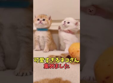 絶対日本語忘れる猫映像#猫　#猫のいる暮らし　#猫動画　#ねこ　#可愛い　#かわいい　#可愛すぎる　#2ch　#癒し　#ペット　#動物　#2ch 　#shorts