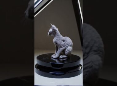 cute kitten Manx | Gato Manx #cute #funny #pets #cat #guineapighome #petsfofinhos #koi #kitten