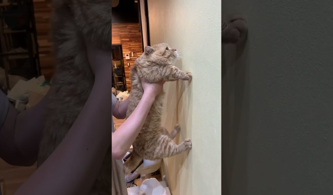 【賢い猫チャレンジ】賢い猫は壁に手をつくらしいだに #Shorts
