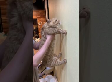 【賢い猫チャレンジ】賢い猫は壁に手をつくらしいだに #Shorts
