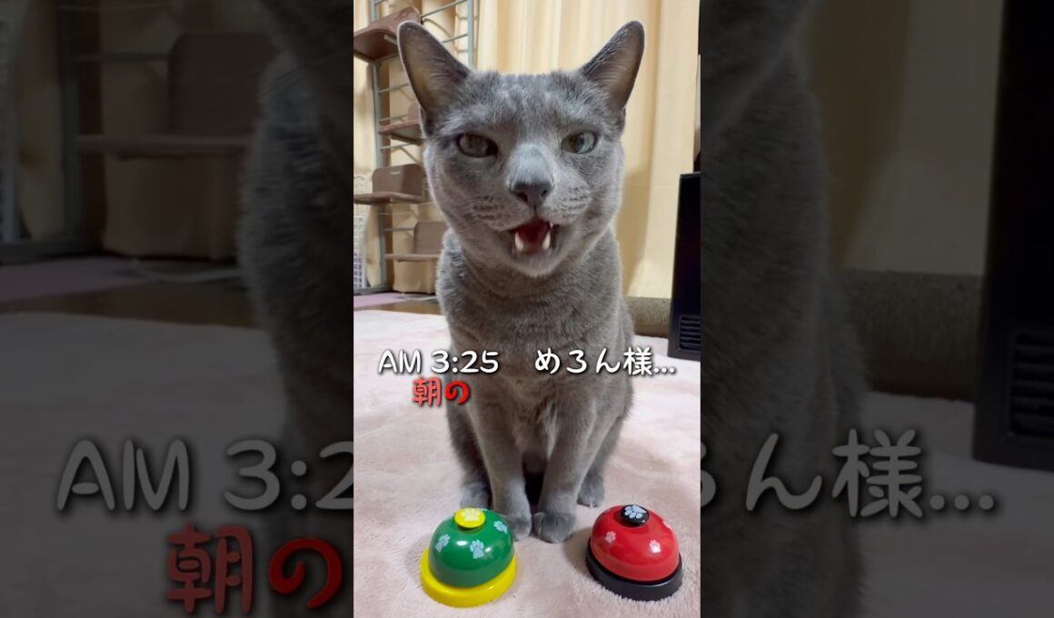 【ロシアンブルー】めろん早朝のおねだり🤗いつも早起きお付き合いありがとう🥺【猫】#shorts