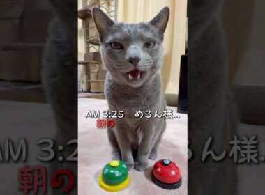 【ロシアンブルー】めろん早朝のおねだり🤗いつも早起きお付き合いありがとう🥺【猫】#shorts