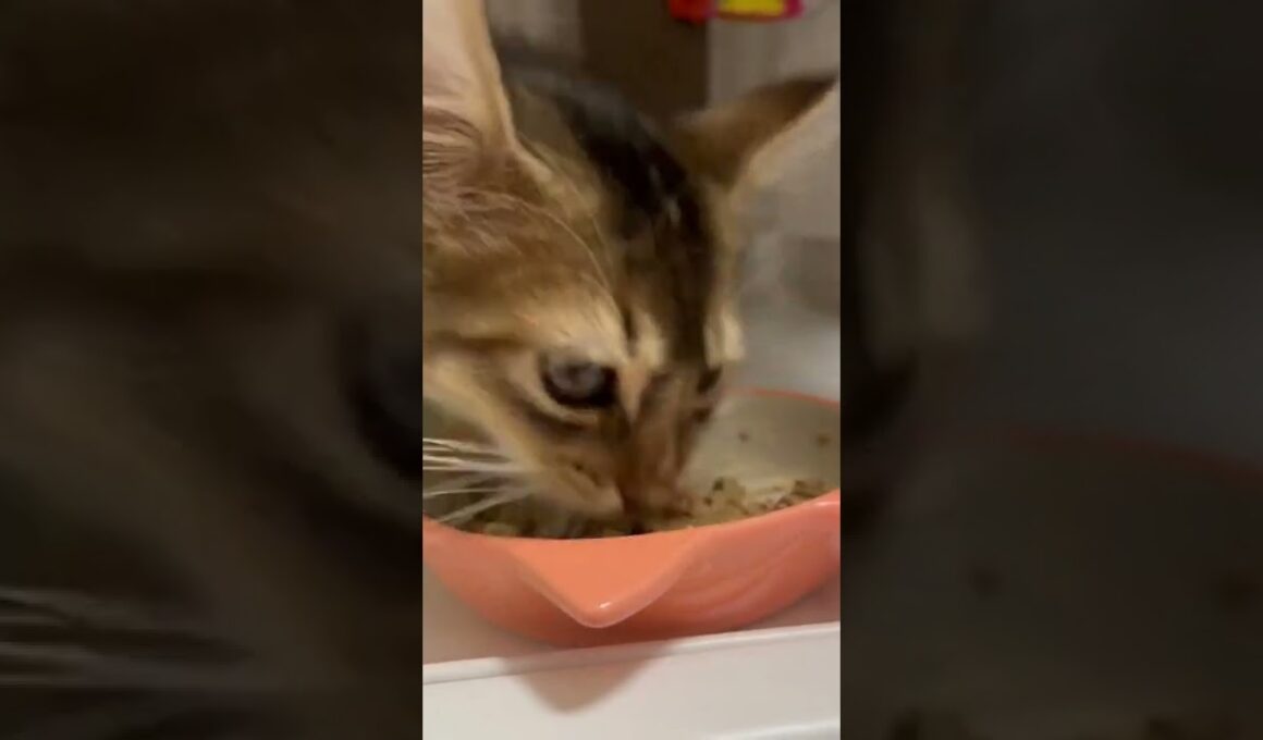 ゴロゴロ言いながらご飯を食べるソマリの子猫 #shorts