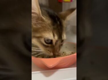 ゴロゴロ言いながらご飯を食べるソマリの子猫 #shorts