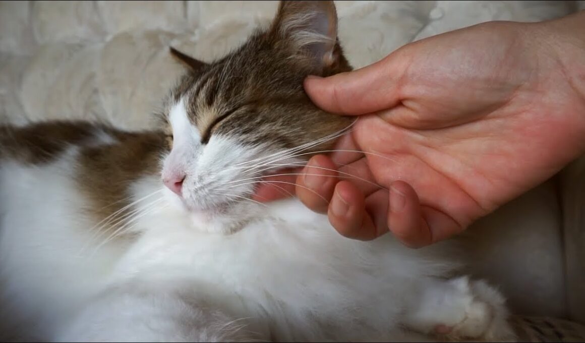愛猫メインクーンを褒めて撫でる