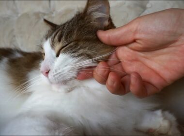 愛猫メインクーンを褒めて撫でる