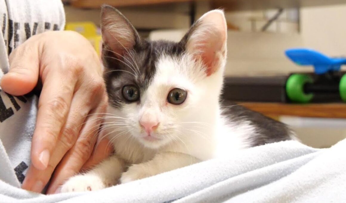 子猫が嬉しそうな表情で猫じゃらしに飛びつく【赤ちゃん猫　保護猫】