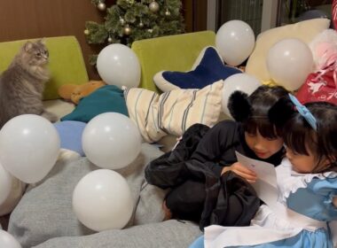 また開かれた誕生日会に参加する猫　ラガマフィン　サイベリアンThe cat attends another birthday party. Ragamuffin. Siberian