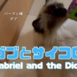 バーマン猫ガブとラフ【ガブとサイコロ】Gabriel and the Dice（バーマン猫）Birman/Cat