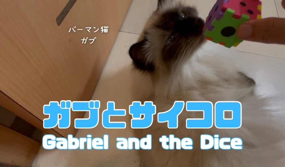 バーマン猫ガブとラフ【ガブとサイコロ】Gabriel and the Dice（バーマン猫）Birman/Cat