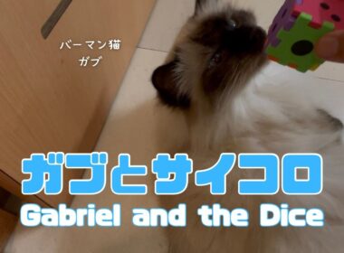 バーマン猫ガブとラフ【ガブとサイコロ】Gabriel and the Dice（バーマン猫）Birman/Cat