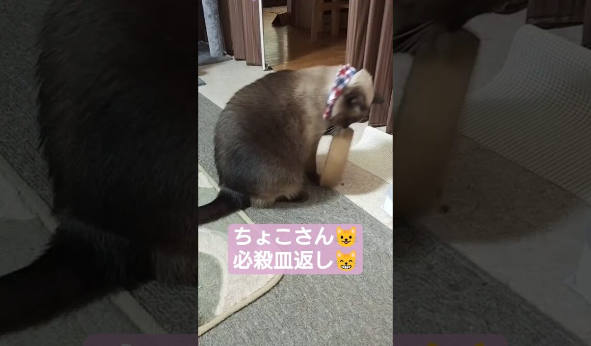 ちょこさん😺必殺皿返しパート２ #シャム猫 #たぬき猫 #猫のいる暮らし