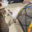 【再会】先輩猫が大好きすぎて弾け飛ぶ子猫