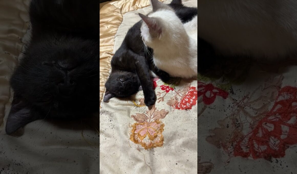 シャムの雫に、いじられながらも、イビキを、かき続ける黒猫の黒夢