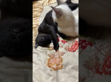 シャムの雫に、いじられながらも、イビキを、かき続ける黒猫の黒夢