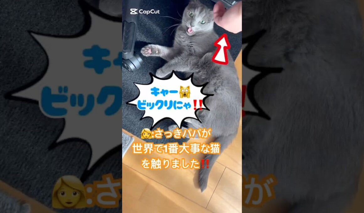 触りたい❤️止まらない❤️ #猫 #ロシアンブルー #猫のいる暮らし  #shorts