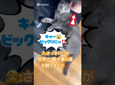 触りたい❤️止まらない❤️ #猫 #ロシアンブルー #猫のいる暮らし  #shorts