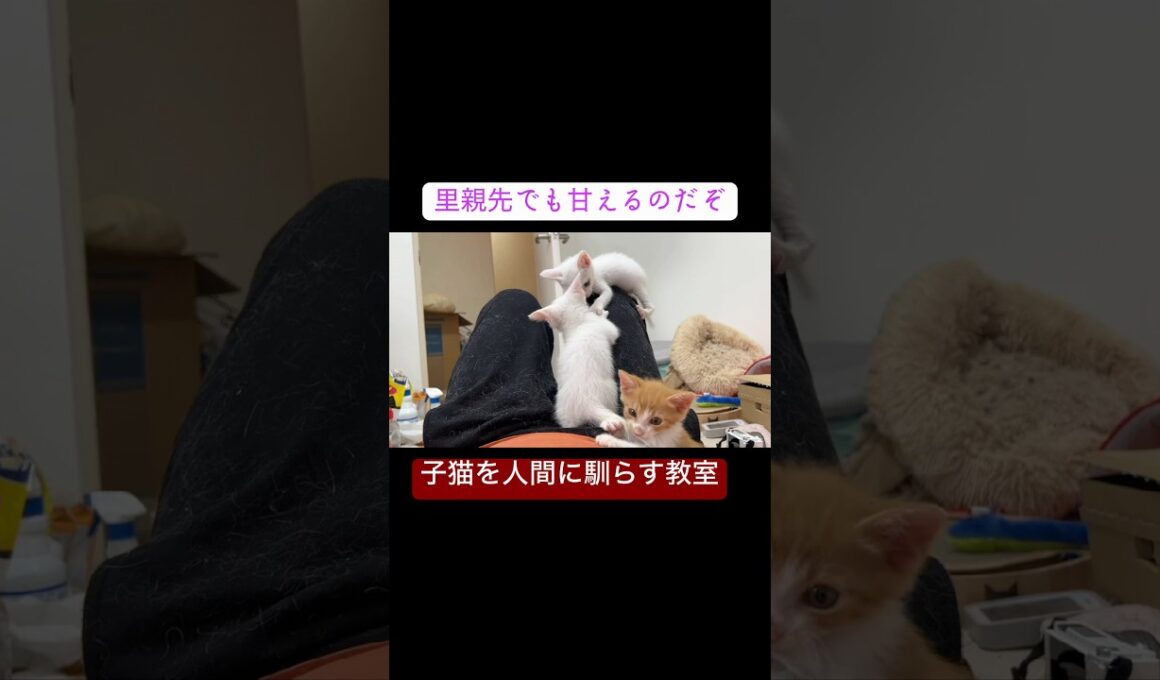 子猫幼稚園の人間キャットタワー #cat  #猫  #ねこ  #保護猫 #cute #猫のいる暮らし #子猫 #kitten  #shorts  #こねこ