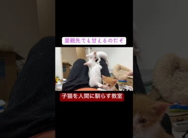 子猫幼稚園の人間キャットタワー #cat  #猫  #ねこ  #保護猫 #cute #猫のいる暮らし #子猫 #kitten  #shorts  #こねこ