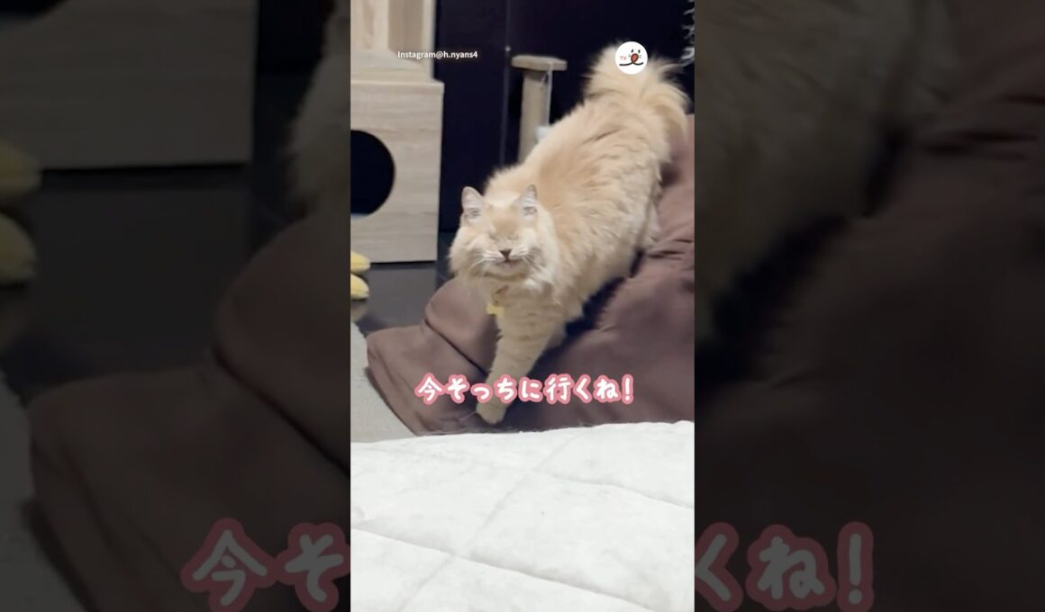 大好きなママのとこに♡｜PECO #保護猫 #愛猫家 #保護猫のいる暮らし #rescuedcat #catlover #rescuedcatlife