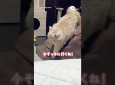 大好きなママのとこに♡｜PECO #保護猫 #愛猫家 #保護猫のいる暮らし #rescuedcat #catlover #rescuedcatlife