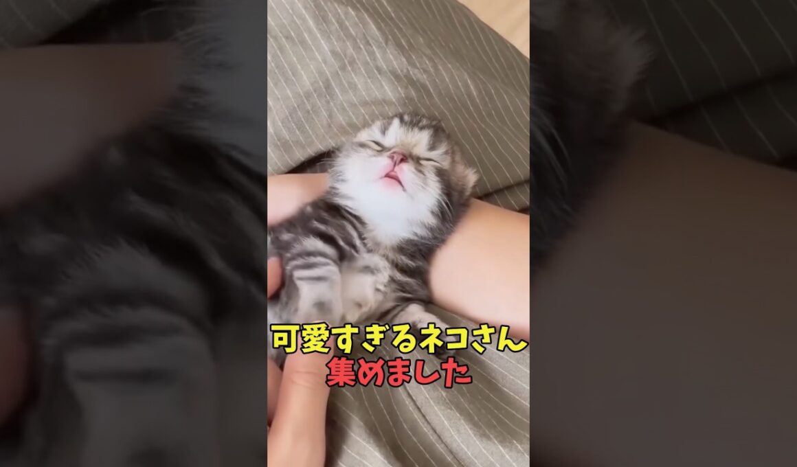 絶対笑顔がこぼれる猫映像#猫　#猫のいる暮らし　#猫動画　#ねこ　#可愛い　#かわいい　#可愛すぎる　#2ch　#癒し　#ペット　#動物　#2ch 　#shorts