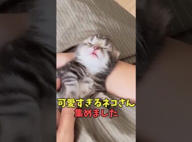 絶対笑顔がこぼれる猫映像#猫　#猫のいる暮らし　#猫動画　#ねこ　#可愛い　#かわいい　#可愛すぎる　#2ch　#癒し　#ペット　#動物　#2ch 　#shorts