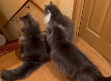 【カワイイ‼︎】もふもふ階段を降りるもふ猫たち🩷ノルウェージャンフォレストキャットとターキッシュアンゴラ