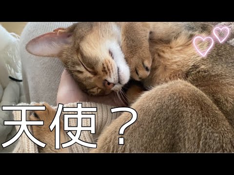 ひざの上で甘えんぼな猫が天使すぎました【アビシニアン】