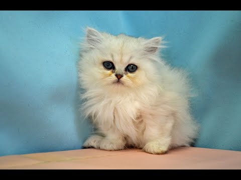 ペルシャ　NO.251104　ペットショップ『ヒラマツケンネル』の子猫