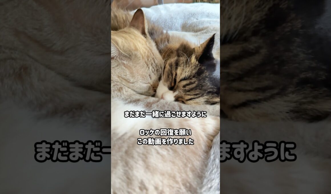 子猫の頃から腎不全の治療をしているロッケ｜奇跡の回復を願いこの動画を作りました