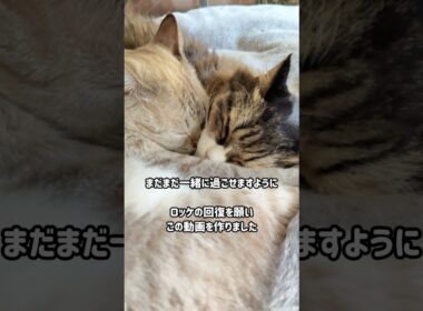 子猫の頃から腎不全の治療をしているロッケ｜奇跡の回復を願いこの動画を作りました