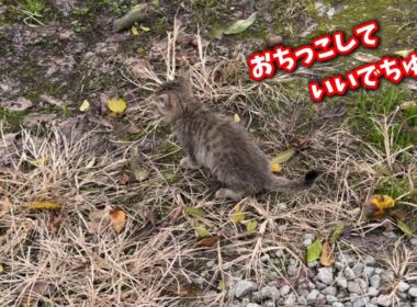 外でしかオシッコした事がない子猫が見せた感動の姿