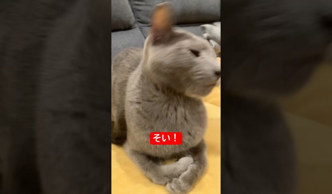そい！猫#ロシアンブルー #猫