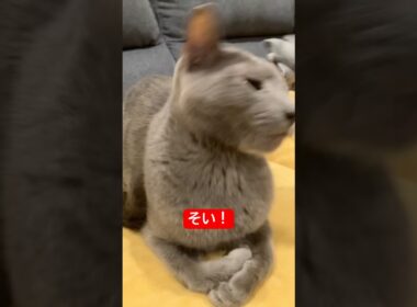 そい！猫#ロシアンブルー #猫