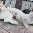シャム猫と追いかけっこがしたい茶シロ猫ちゃん